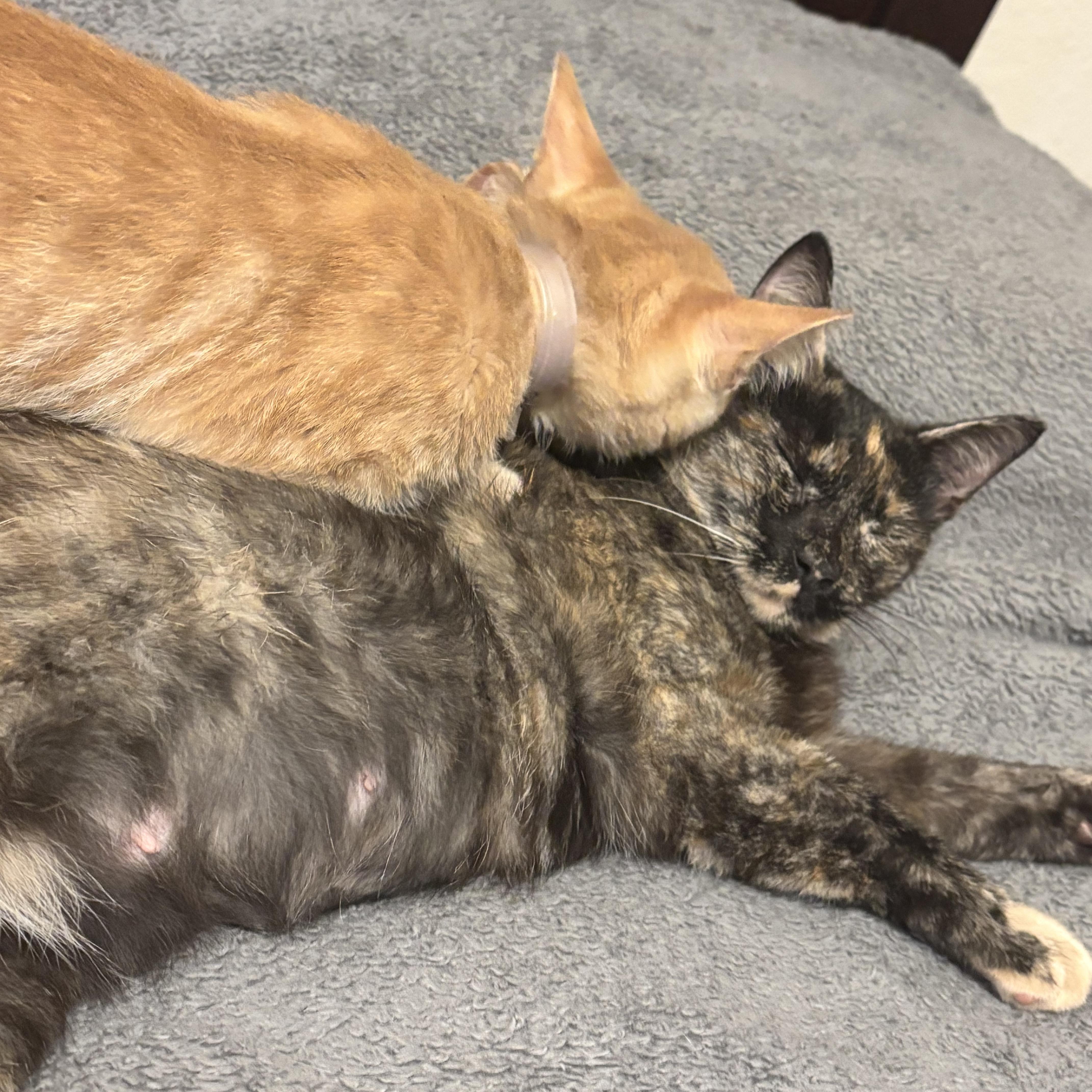A young medium-sized female Tortoiseshell Domestic Short Hair cat named Mabel for adoption in Liverpool, TX
