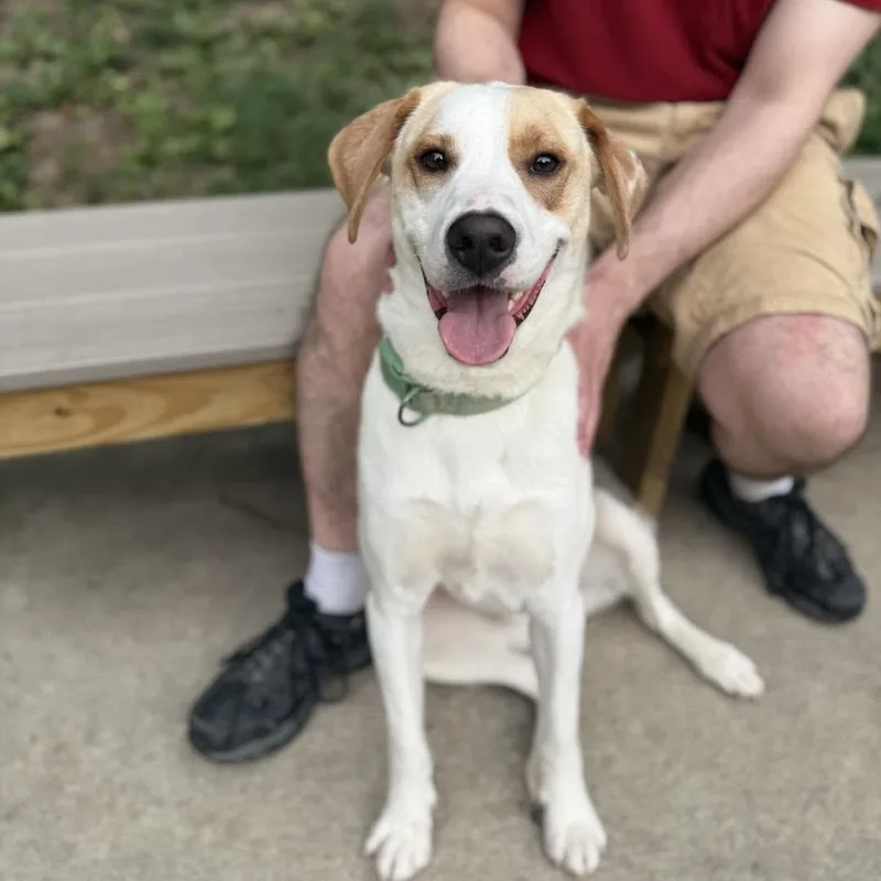 A young medium-sized male Yellow / Tan / Blond / Fawn Mixed Breed dog named Kaido for adoption in Beacon, NY