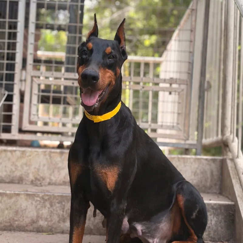 An adult large-sized female Doberman Pinscher dog named Cherry for adoption in Columbus, GA