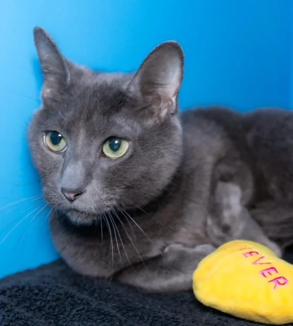 A senior small-sized female Domestic Short Hair cat named Greisi for adoption in Boston, MA