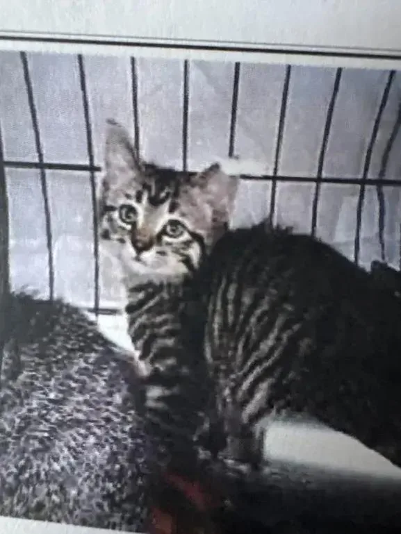 Lyonette thumbnail 2