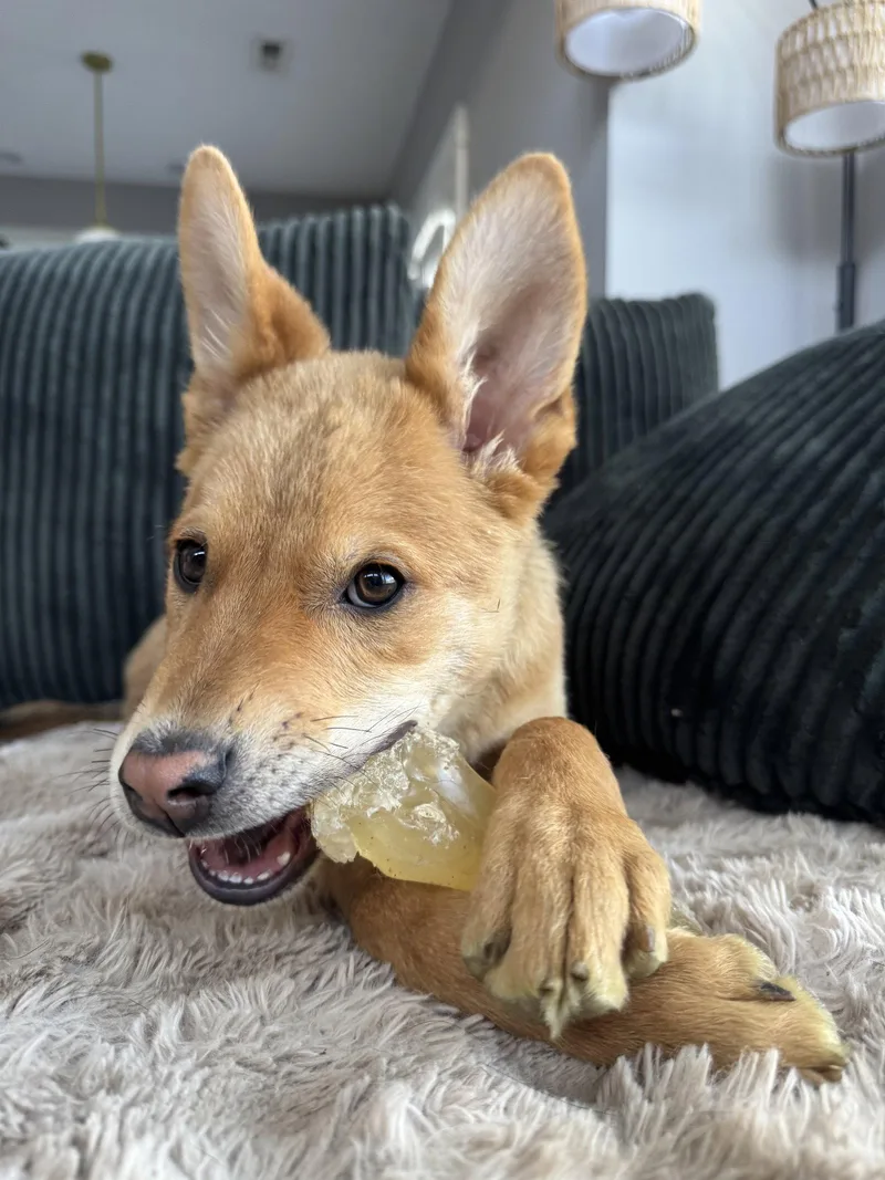 A young medium-sized male Australian Cattle Dog / Blue Heeler dog named Chimkin for adoption in Salt Lake City, UT