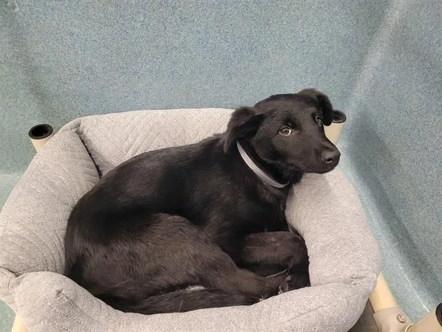 A young medium-sized male Terrier dog named Bee Bee for adoption in Agoura, CA