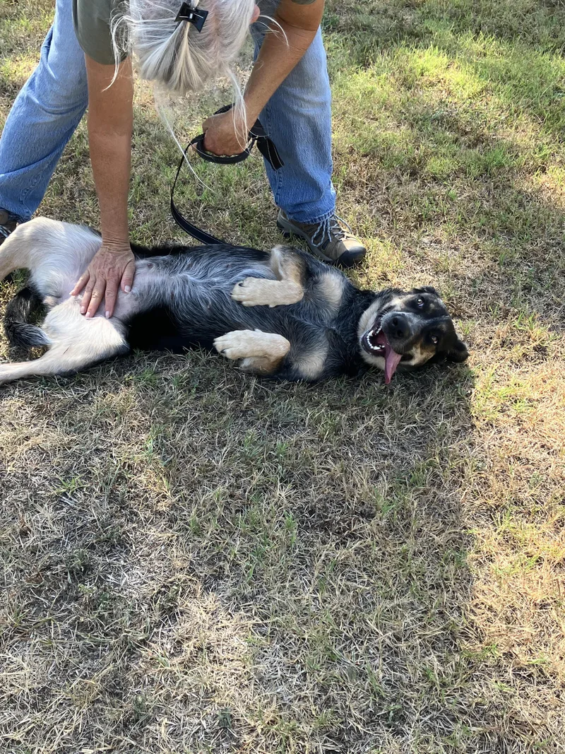 A young medium-sized female Black Anatolian Shepherd dog named SWEETIESo Sweet for adoption in Stephenville, TX