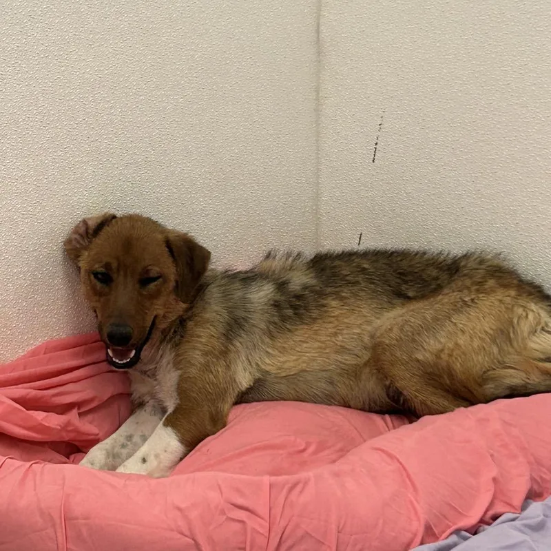 An adult medium-sized female Brown / Chocolate Shepherd dog named Ivy for adoption in Flagstaff, AZ