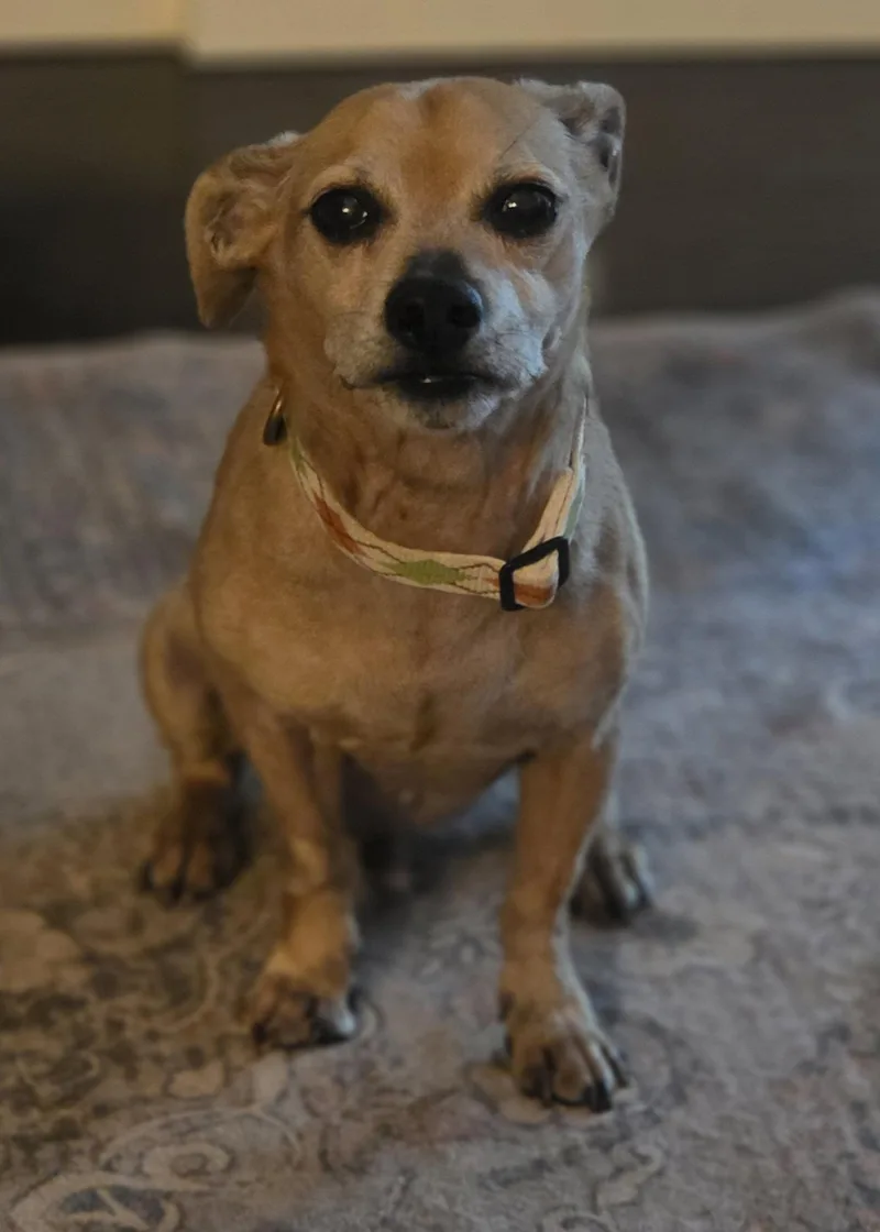 A senior small-sized male Chihuahua dog named Jake for adoption in Newport, KY
