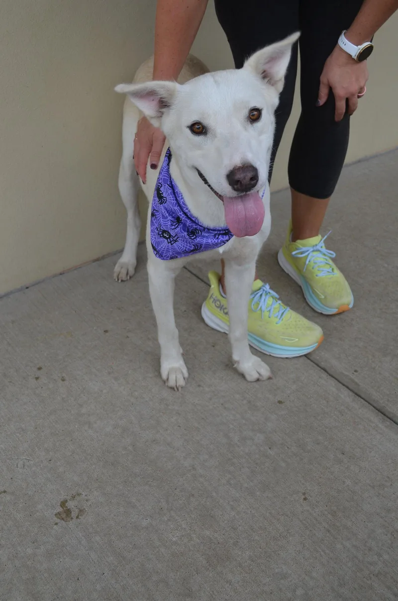 A young large-sized female German Shepherd Dog dog named Phantasm for adoption in McKinney, TX