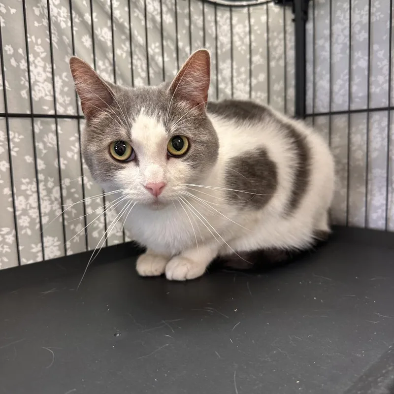An adult medium-sized female Domestic Short Hair cat named Pinecone for adoption in Chippewa Falls, WI