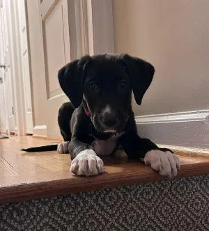 A baby large-sized male Black Labrador Retriever dog named Cledus for adoption in Warrington, PA