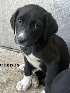 Cledus thumbnail 2