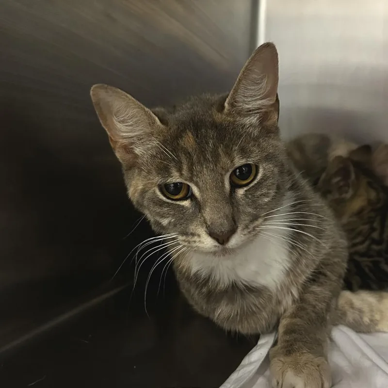A young medium-sized female Gray / Blue / Silver Domestic Short Hair cat named Soft Serve for adoption in Chattanooga, TN