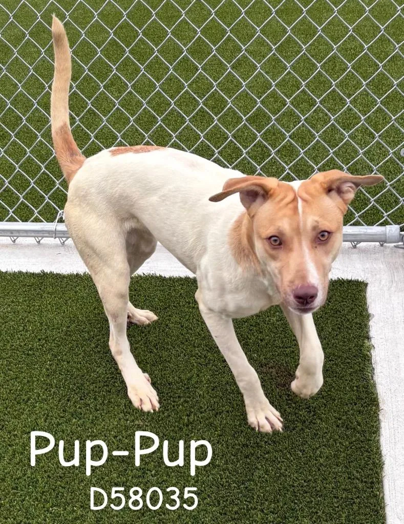 A young large-sized female Pit Bull Terrier dog named PupPup for adoption in Clarksville, TN