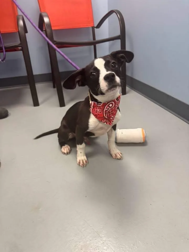 A young small-sized male Black Jack Russell Terrier dog named Diesel for adoption in Zanesville, OH