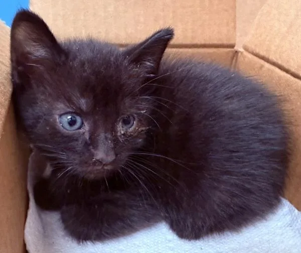 A baby small-sized male Domestic Short Hair cat named Sokka for adoption in Ridgewood, NY