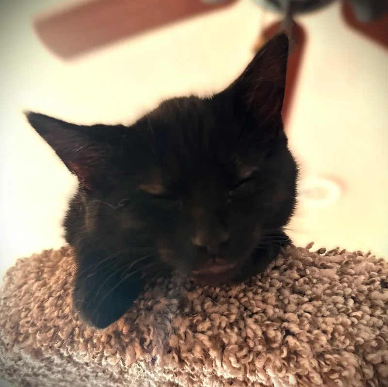 A baby small-sized male Black Domestic Short Hair cat named Wolfie for adoption in Mankato, MN