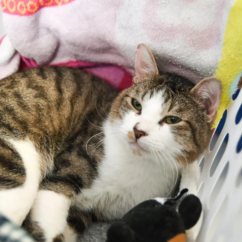 Sampson thumbnail 3