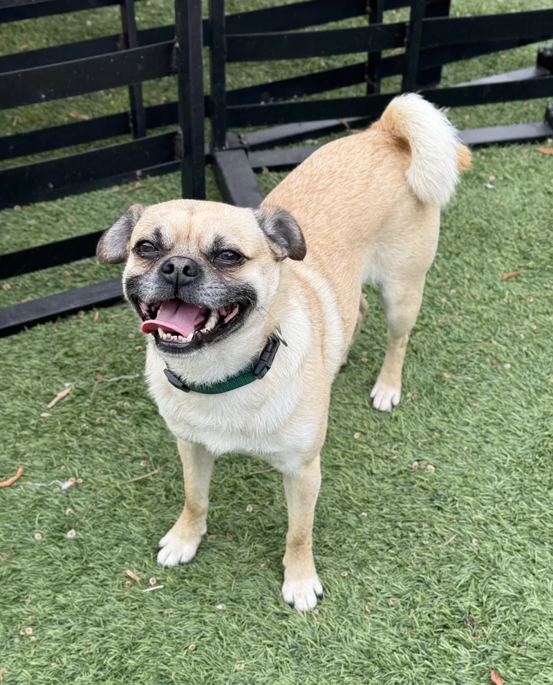 An adult small-sized male Yellow / Tan / Blond / Fawn Pug dog named Brady for adoption in Conroe, TX