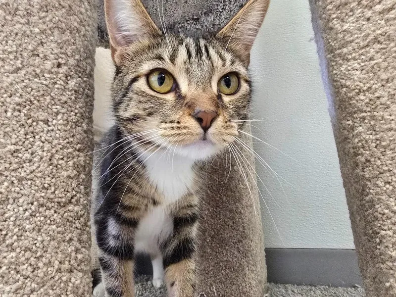 A young medium-sized female Domestic Short Hair cat named Motherlode for adoption in Auburn, IN