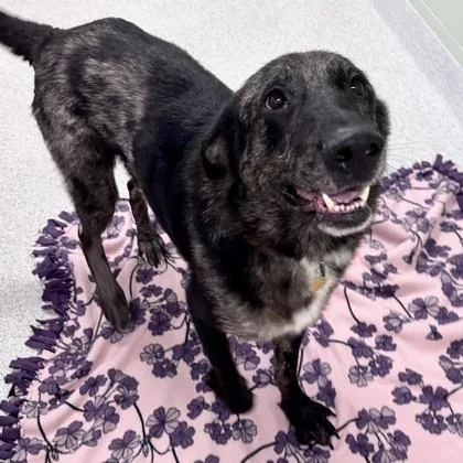 An adult medium-sized male Black Mixed Breed dog named Bowser for adoption in Lansing, MI