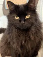 An adult small-sized female Domestic Long Hair cat named Holly for adoption in West Chester, PA
