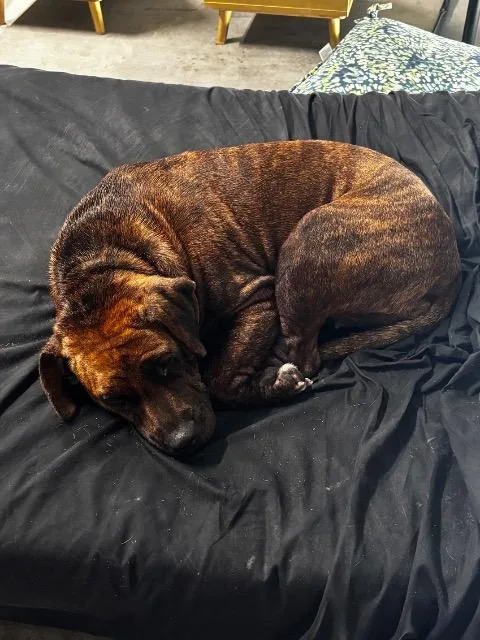 An adult medium-sized female Staffordshire Bull Terrier dog named Piper for adoption in Athens, AL