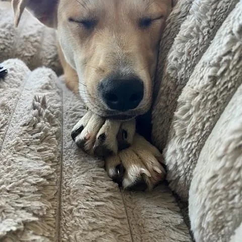 Kolbi