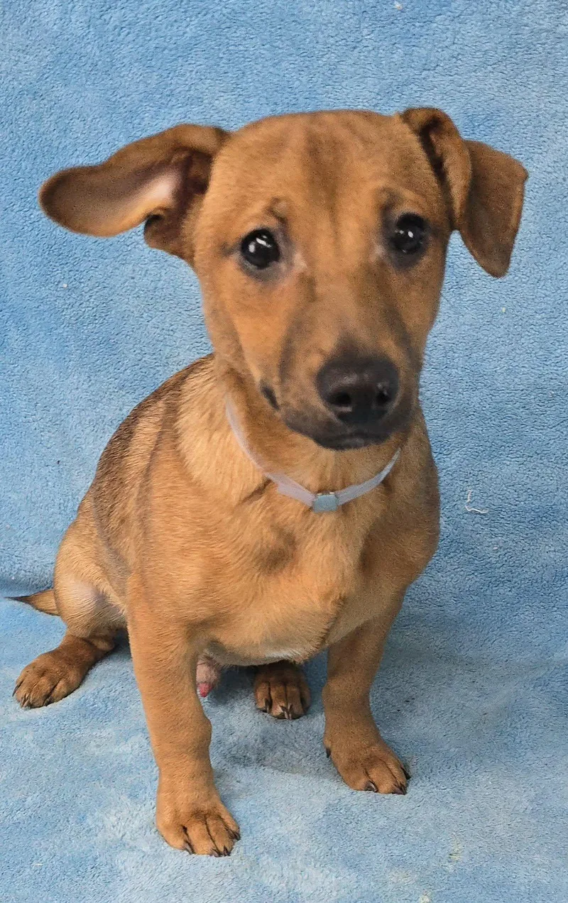 A young small-sized male Golden Chihuahua dog named Empire Maker for adoption in New York, NY