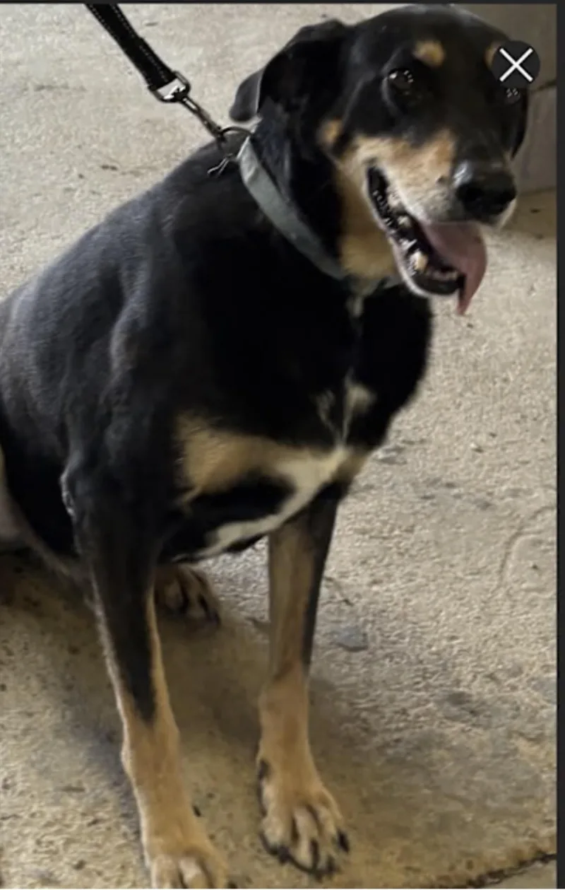 A senior large-sized male Black German Shepherd Dog dog named Timothy for adoption in Watertown, CT