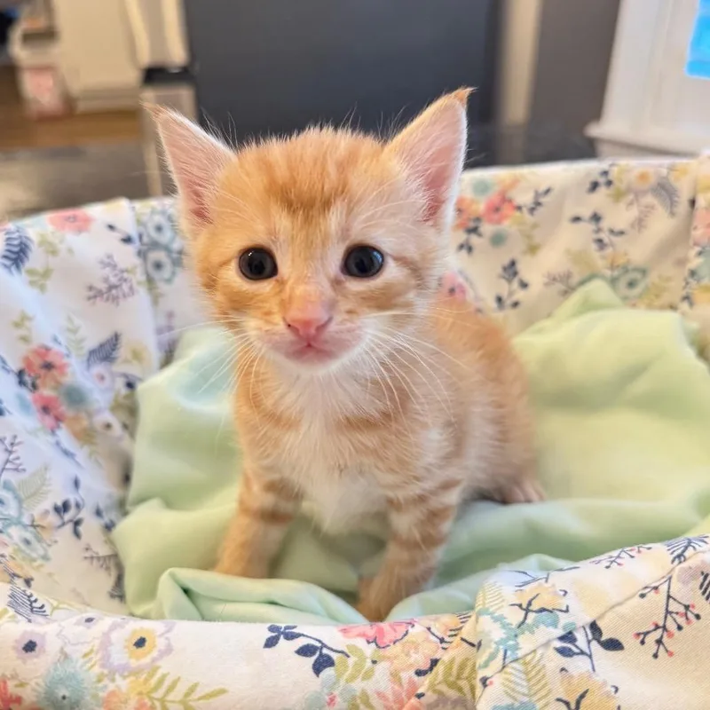 A baby small-sized male Orange / Red Domestic Short Hair cat named Trunks for adoption in Columbus, GA