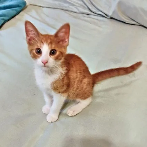 A baby medium-sized female Tabby cat named Karen for adoption in Rutherfordton, NC