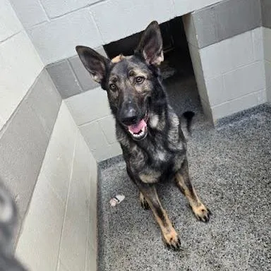 An adult large-sized male Black Mixed Breed dog named Duke for adoption in Jeffersonville, IN