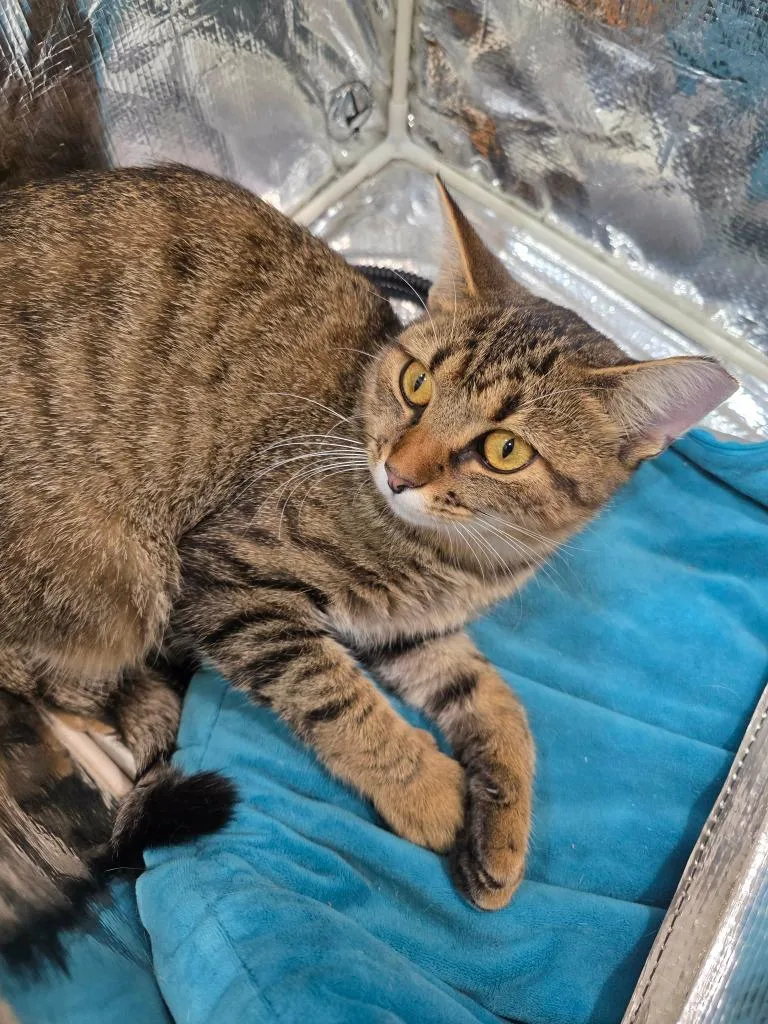 A young medium-sized female Domestic Short Hair cat named Mowee for adoption in Fond Du Lac, WI