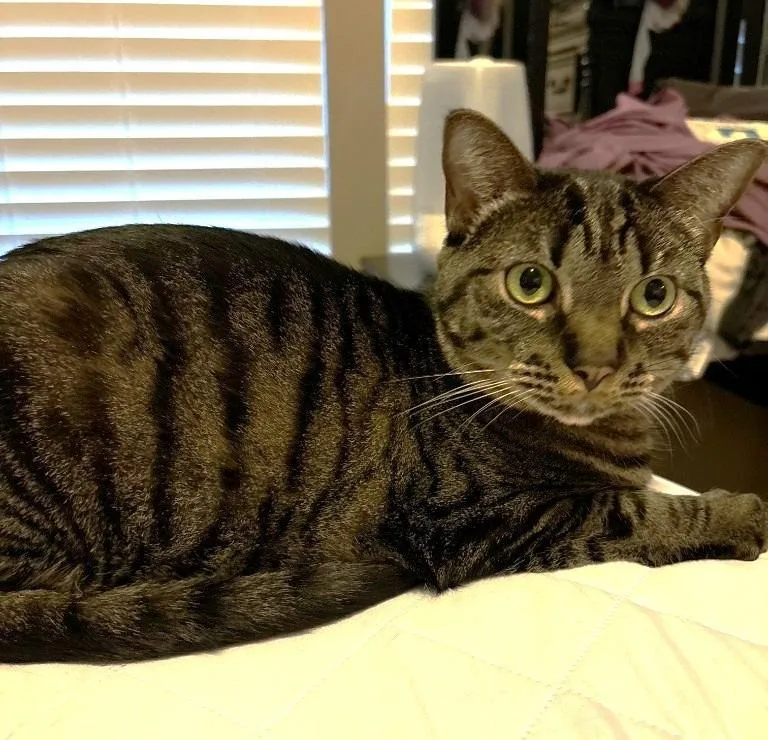 An adult medium-sized female Domestic Short Hair cat named Cosette for adoption in Salt Lake City, UT