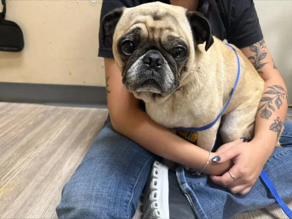 An adult small-sized male Pug dog named Theo for adoption in Oceanside, CA
