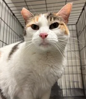 Cheyenne thumbnail 2