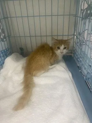 A baby small-sized female Domestic Short Hair cat named Giselle for adoption in Gainesville, FL