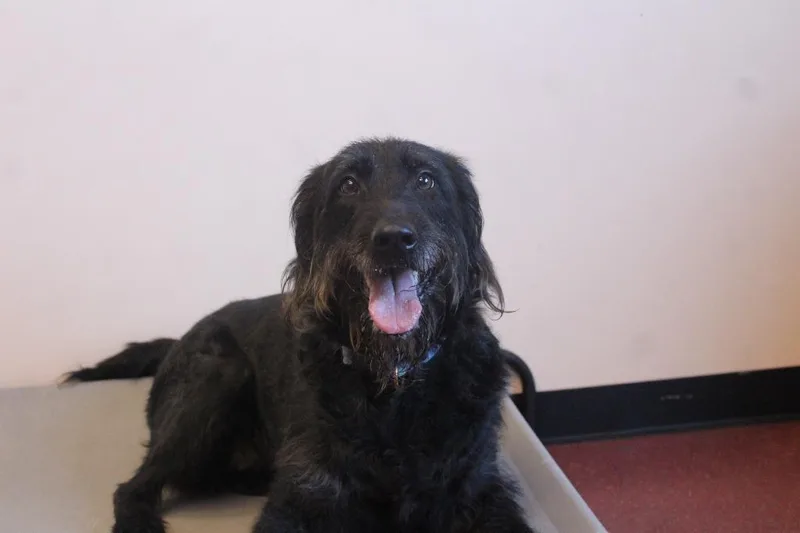 An adult large-sized female Black Labradoodle dog named Xena for adoption in Chestertown, MD