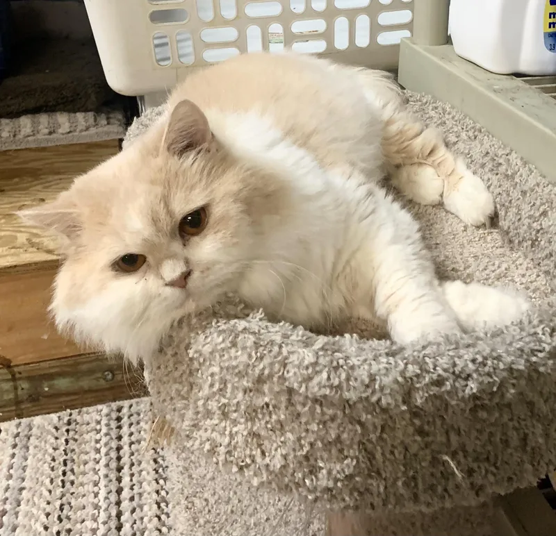 An adult medium-sized male Buff / Tan / Fawn Persian cat named Davinci for adoption in North East, MD