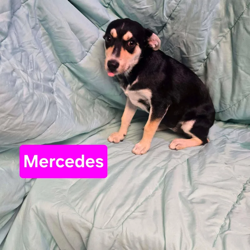 Mercedes