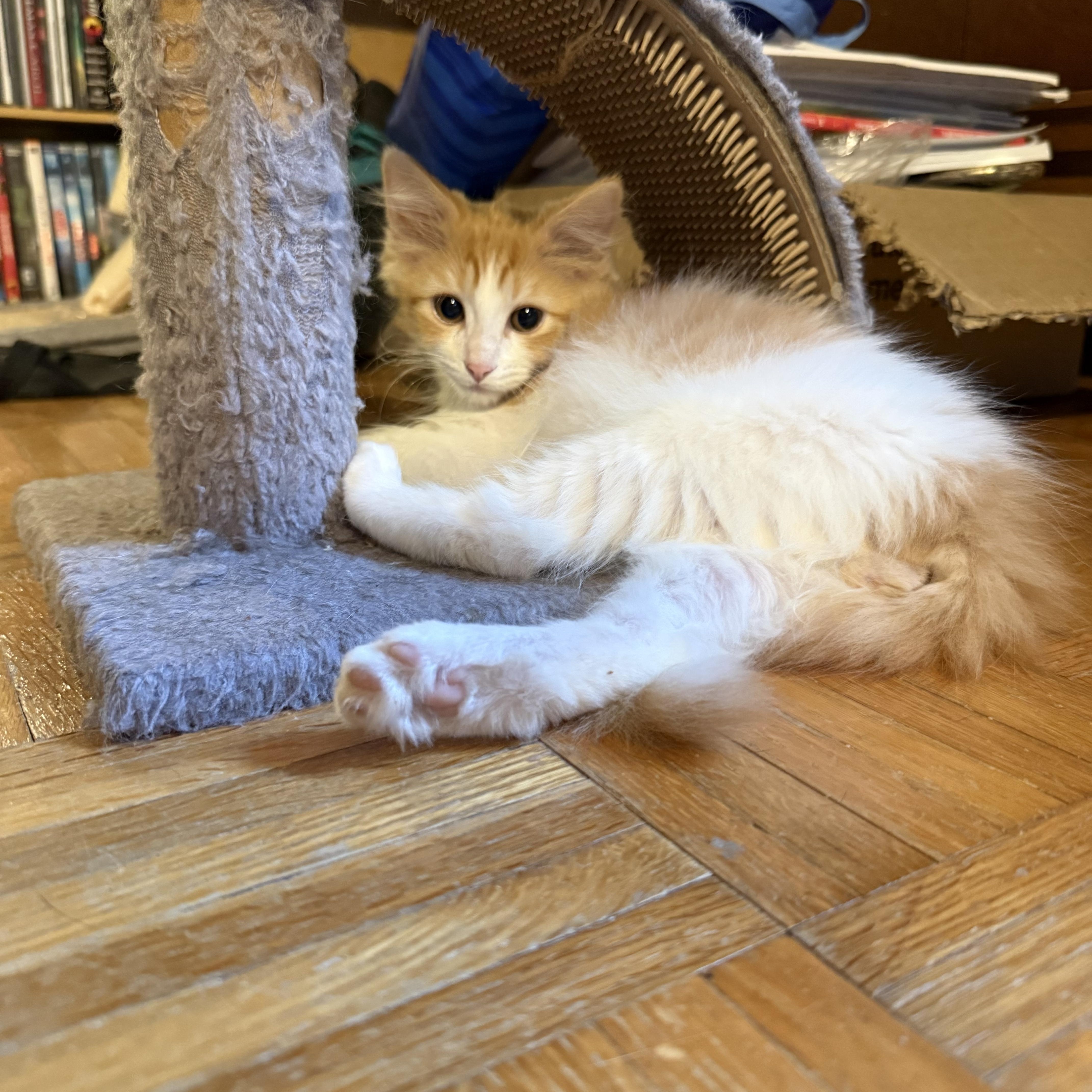 Watson