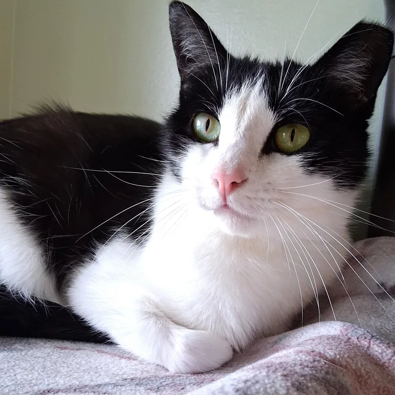 An adult medium-sized female Black Domestic Short Hair cat named Catalina for adoption in Belmont, NY