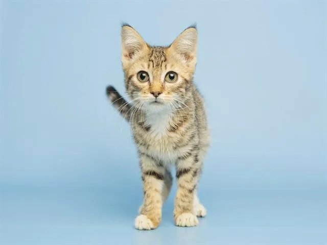 A baby small-sized female Domestic Short Hair cat named Tigress for adoption in Phoenix, AZ