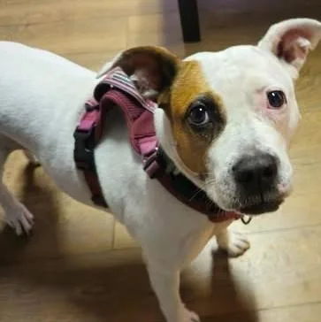 An adult medium-sized female Pit Bull Terrier dog named Lucy for adoption in Chino valley, AZ