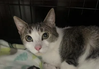 An adult small-sized female Domestic Short Hair cat named Peach for adoption in West Chester, PA