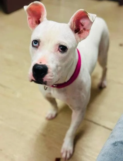 An adult medium-sized female Mixed Breed dog named Cool Whip for adoption in West Chester, PA