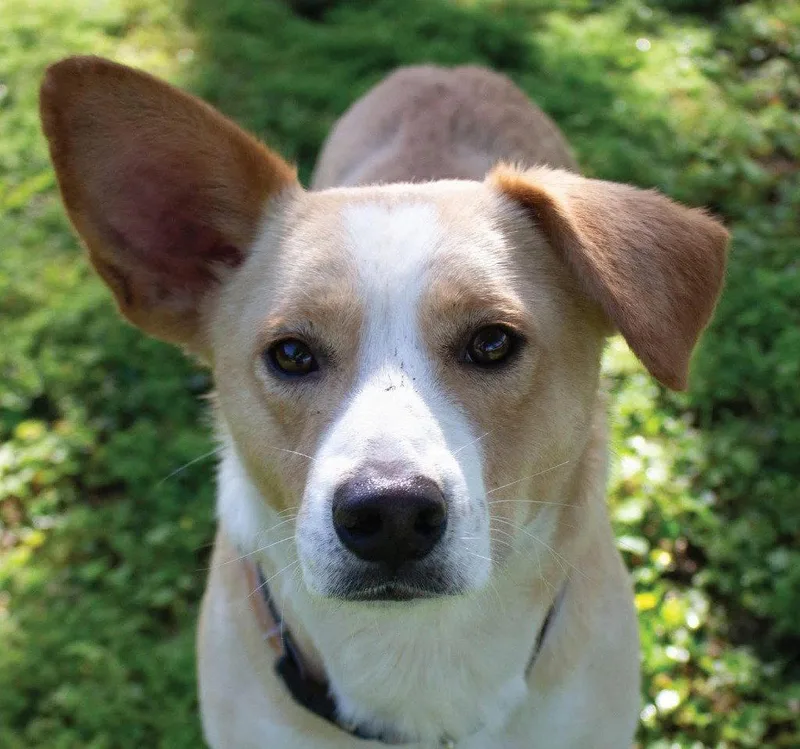 A young medium-sized male Corgi dog named Murray for adoption in Bloomfield, CT