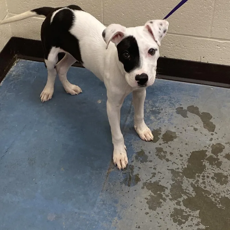 A baby small-sized male Black Mixed Breed dog named Buddy for adoption in Memphis, TN