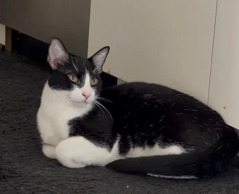 An adult medium-sized male Black & White / Tuxedo Tuxedo cat named Freddie Meowcury for adoption in Pearland, TX