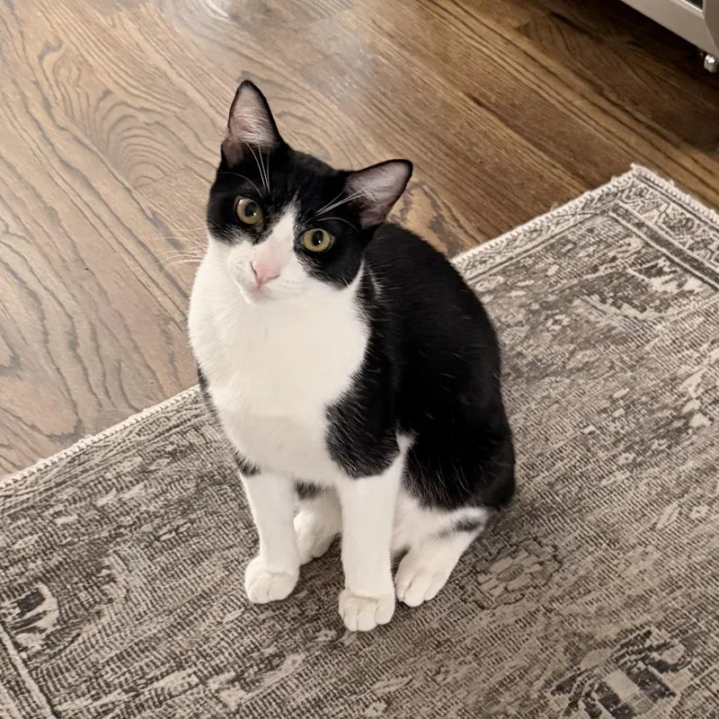 Freddie Meowcury thumbnail 2