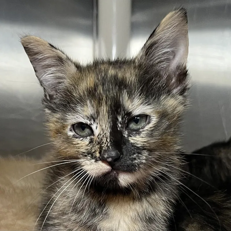 A baby small-sized female Black Domestic Short Hair cat named Trixie for adoption in Palm Springs, CA